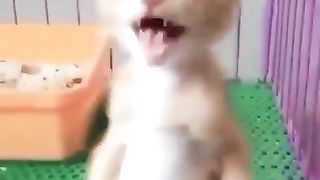 Hero cat hhh!