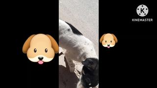 Dog animal cute foryou