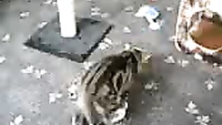 Cat eat banana