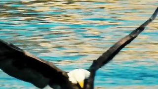 Eagle hunting
