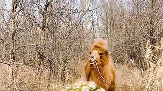 Amazing Camel