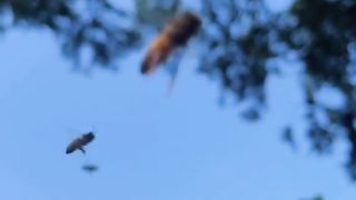 A few failings from the life of bees