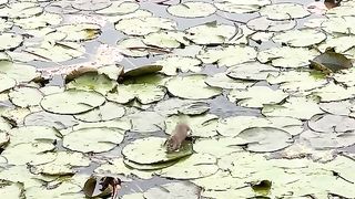 Rat waking on water