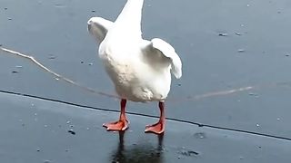 Amazing Exercising duck