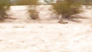 Amazing race Eagle & Rabbit