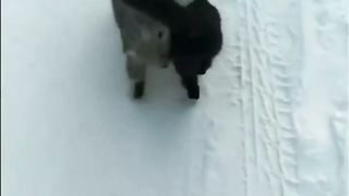 Happy Cat couple love | Love Today