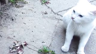 Angry  cat
