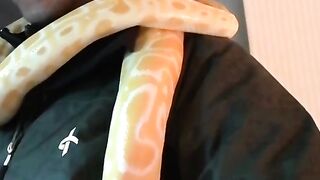 A beautyful Snake