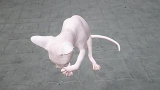 Sphinx Cat: The Enigmatic Beauty Unveiled