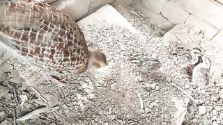 francoli birds chicks fighting,dakhni teetar k bachoon ki lari
