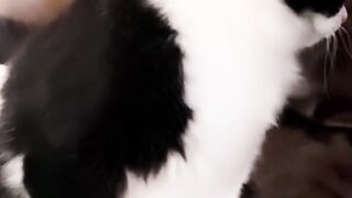 Cats looking