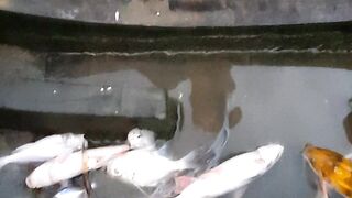 WOW MORE FISH