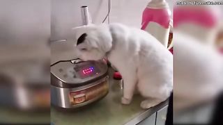 "Exploration Féline : Les Merveilles du Monde des Chats"