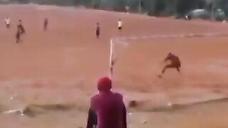 اسد في الجون