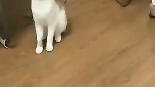 Cute and Funny Cat Videos Footage