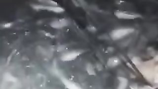 Ikan lele menjelang KONSUMSI rakusnya kelewatan, Kebayang kalau gak ada pakan ALTERNATIF