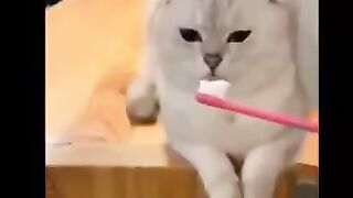 Cat and Dog funny video Footage Funny animals Funny animal videos