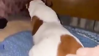 Funny dogs