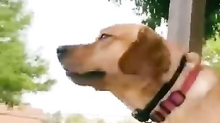 Funny dog animals