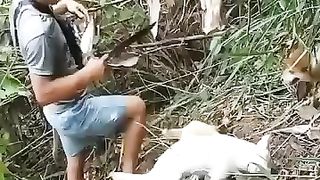 What do dogs do ????????