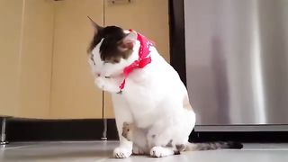 Cats  Cute And Funny Cat Videos  videos  Reality Footage