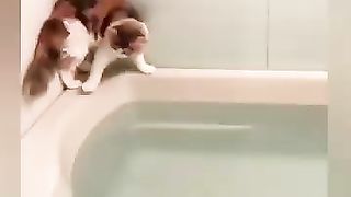 funny animals funny pets funniest cat reactions