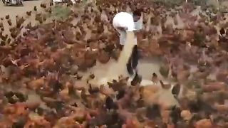 Cock caring video | Beautiful red cocks