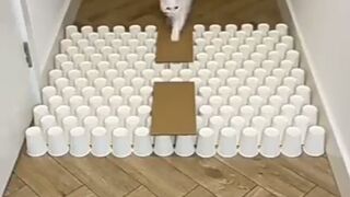 Amazing Cat Stunt