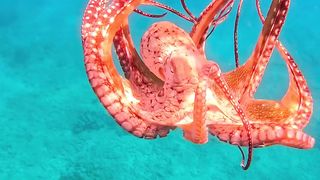 Great view of an octopus in the water