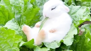 I love this type of animal❤Like me, subscribe