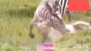 জেব্রাকে আক্রমণ করে বাঘ নিজেই বিপদে।#animal