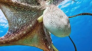 Octopus animal world