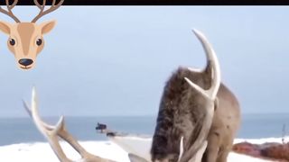 After winning the fight, the deer had not let go of its opponent's head