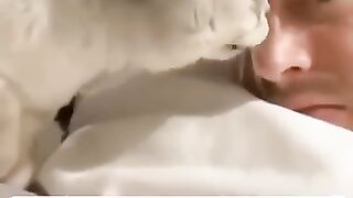 Funny cat & dogs moments