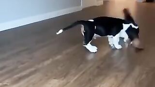 Funny animals