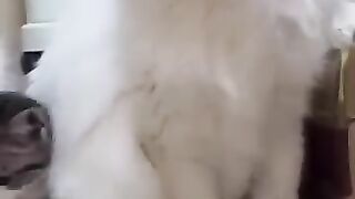 Cat & dogs funny moments