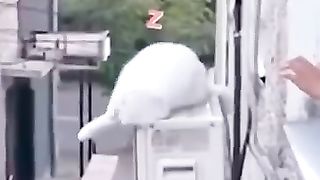 Dogs funny moments