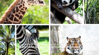 "Encountering Monsters: The Most Dangerous Animals in Asia"