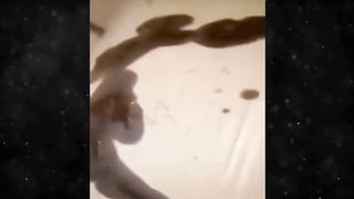 New Funny Videos 2024 ???? Cutest Cats and Dogs ???????? #26