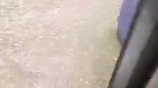 Funny animals cat and dogs