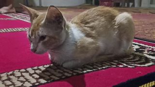 Cute cat