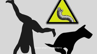 "Wandering Danger: The Most Dangerous Animals on the Australian Continent"