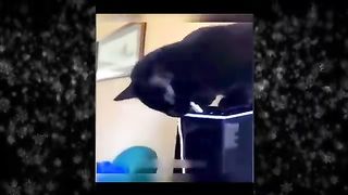 New Funny Videos 2024 ???? Cutest Cats and Dogs ???????? #17