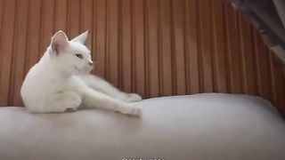 Deaf cat