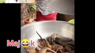 أصغر طفل طباخ فالعالم يتحدى الضفادع والأفاعي ????????????الهربة وفكاهة واعرة...