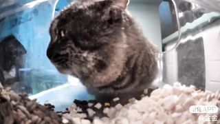 Mr. Fat Cheek: The chonky side eye cat