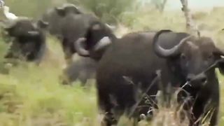The life of a lion in the wild is fascinating and can be quite challenging Lion vs Buffalo