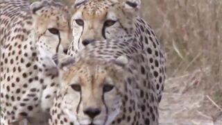 Unbelievable! With Powerful Kicks Mom Zebra Beats Cheetah Easily To Protect Her Baby.