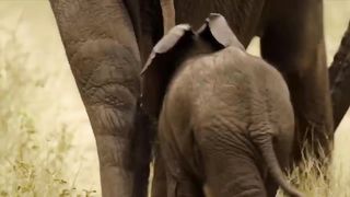 Crazy Scene! Lion Family In Turn Died Tragically When Attacked By Giant Elephant.