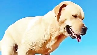 slow mo Dog